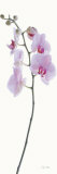 Pink Orchid