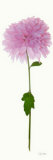 Chinese Pink