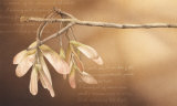 Thacker's Tree and Flight