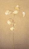 Lunaria Study II