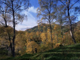 Birch Trees in Autumn  Glen Lyon  Tayside  Scotland  United Kingdom