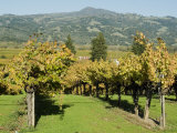 Vineyard  Sonoma County  California  USA