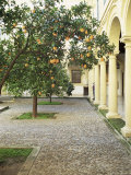 Orange Tree in Courtyard  Cordoba  Andalucia  Spain