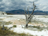 Mammoth Hot Springs  Yellowstone National Park  Unesco World Heritage Site  Wyoming  USA