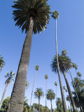 Beverly Drive  Beverly Hills  California  USA