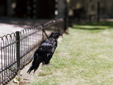 Raven (Corvus Corax)  Tower of London  London  England  United Kingdom