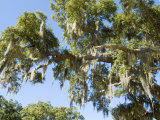 Spanish Moss in Tree  Bayou Le Batre  Alabama  USA