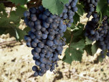 Cabernet Sauvignon Grapes  Gaillac  France