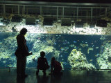 Aquarium  Oceanographic Institute  Monaco-Veille  Monaco