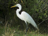 Egret  Everglades National Park  Unesco World Heritage Site  Florida  USA