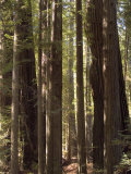 Redwoods  Humboldt County  California  USA