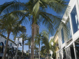 Rodeo Drive  Beverly Hills  California  USA
