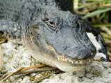 Alligator  Everglades National Park  Florida  USA