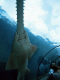 Atlantis  Paradise Island  Bahamas West Indies  Central America