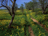 Spring Flowers  Sao Jao  Baroa  Algarve  Portugal