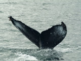 Humpback Whales  Husavik  the Whale Capital of Europe  Iceland  Polar Regions