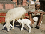Shepherd and Mini-Flock  Bhaktapur  Nepal