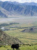 Yak  Ganden Monastery  Near Lhasa  Tibet  China