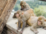 Swayambhunath (Monkey Temple)  Kathmandu  Nepal