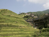 Longsheng Terraced Ricefields  Guilin  Guangxi Province  China
