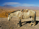 Atacama Desert  Chile  South America