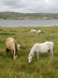 Connemara Ponies  County Galway  Connacht  Republic of Ireland