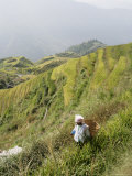 Woman of Yao Tribe in Ricefields  Longsheng Terraced Ricefields  Guilin  Guangxi Province  China
