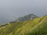 Woman of Yao Tribe in Ricefields  Longsheng Terraced Ricefields  Guilin  Guangxi Province  China
