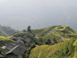 Longsheng Terraced Ricefields  Guilin  Guangxi Province  China