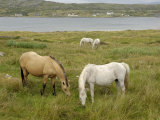 Connemara Ponies  County Galway  Connacht  Republic of Ireland