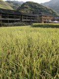 Longsheng Terraced Ricefields  Guilin  Guangxi Province  China