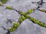 Plants Growing Amongst the Limestone Pavement  the Burren  County Clare  Munster  Ireland