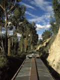 View of Trees from the Roof of the Train from Alausi to Riobamba  Ecuador  South America