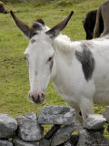 Donkeys on the Burren  County Clare  Munster  Republic of Ireland