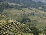 Longsheng Terraced Ricefields  Guilin  Guangxi Province  China