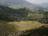 Longsheng Terraced Ricefields  Guilin  Guangxi Province  China