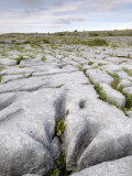 Limestone Pavement  the Burren  County Clare  Munster  Republic of Ireland