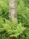 Silver Birch Trees and Ferns  Near Tromso  Norway  Scandinavia