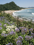 Hot Water Beach  Coromandel Peninsula  South Auckland  New Zealand
