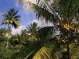 Coconut Production  Martinique  West Indies  Caribbean  Central America
