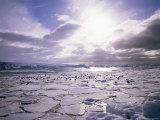 Pack Ice with Dominican Gulls  Antarctica  Polar Regions