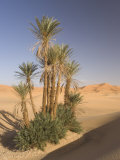 Erg Chebbi  Merzouga  Sahara Desert  Morocco  North Africa  Africa
