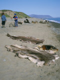 Reindeer Skins and Dog Teams at Lorino Eskimo Village  Chukchi Peinsula  Russian Far East  Russia