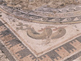 Mosaic in the House of the Dolphins  Archaeological Site  Delos  Cyclades Islands