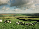 Sheep on Abney Moor on an Autumn Morning  Peak District National Park  Derbyshire  England