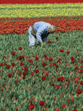 Man Working in Tulip Fields  Near Keukenhof  Holland