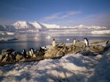 Gentoo Penguins on Wiencke Island  with Anvers Island in Distance  Antarctic Peninsula  Antarctica