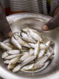 Fish for Sale in the Local Market  Djenne  Niger Inland Delta  Mopti Region  Mali  West Africa
