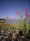 Wild Flowers  Jackson Lake  Grand Teton National Park  Wyoming  USA