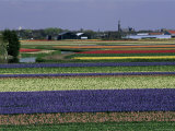 Tulip Fields  Sassenheim Vicinity  Holland
